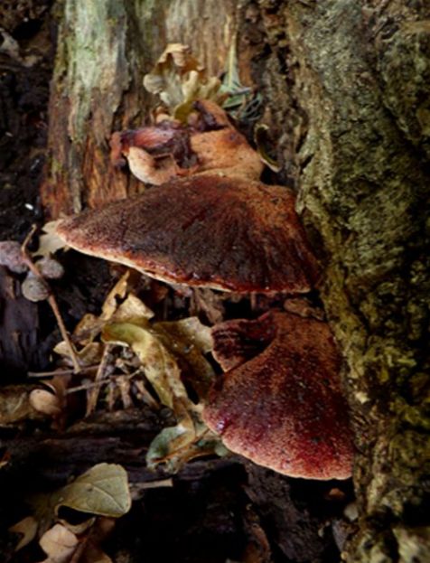 Maturing fruiting bodies on the inside of an oak stem in Rochford, Essex